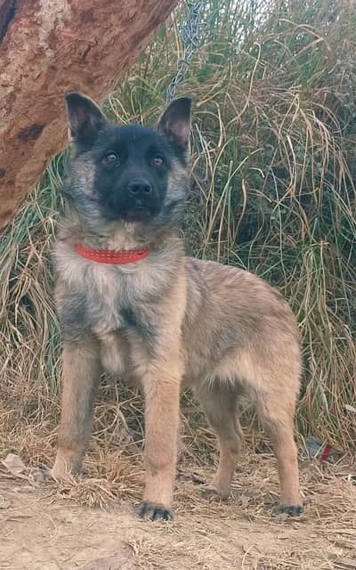 Belgian malinois mail Dog facts in Bengali | Most popular dog