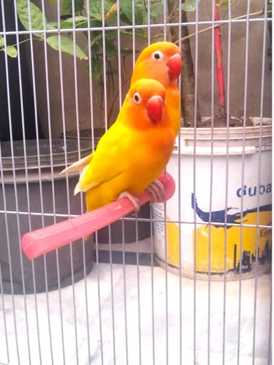 Love Birds Breeder Pair Sale
