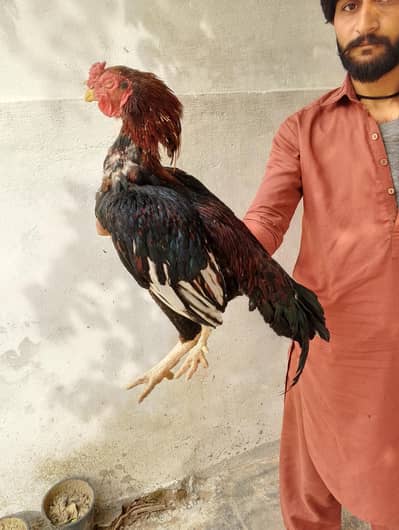 urgent For sale good coulity