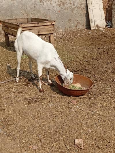 goat for sale