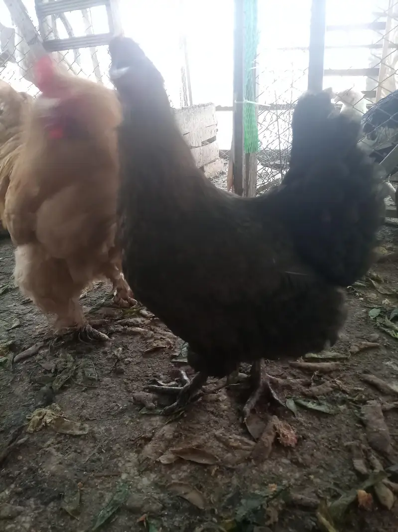 Heavy buff Astrolop  aseels silkie — photo 2