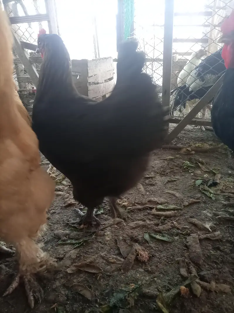 Heavy buff Astrolop  aseels silkie — photo 10