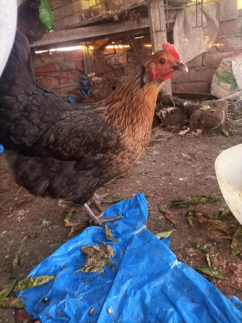 Heavy buff Astrolop  aseels silkie — photo 3