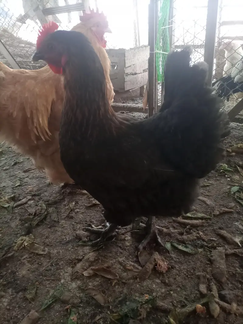 Heavy buff Astrolop  aseels silkie — photo 11