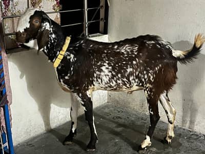 Male Goat