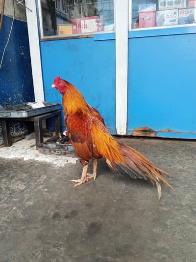 peela aseel 03197872883 whatsap