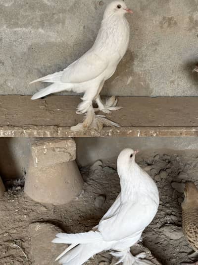 Fancy pigeons pouters