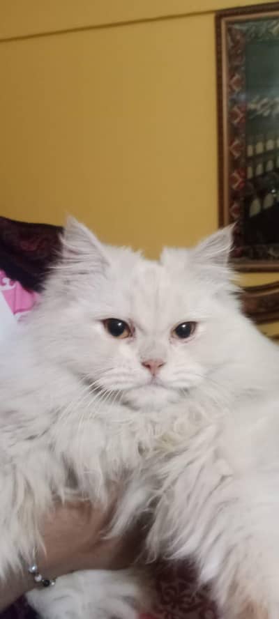 female triple coat Persian cat for sale.