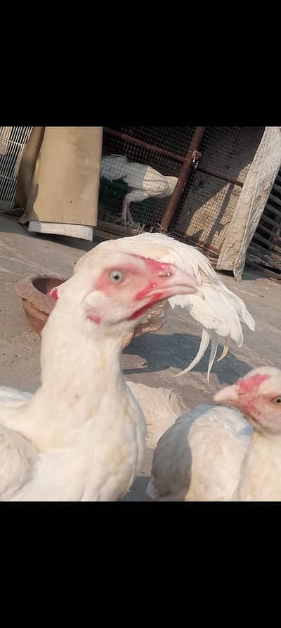 Heera Aseel High Quality Chicks / Male /  Female / Thai Male