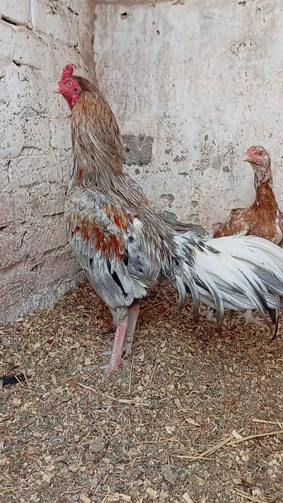 Thai aseel saleta  pair