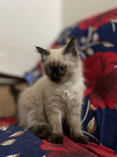 Himalayan kitten for urgent sale