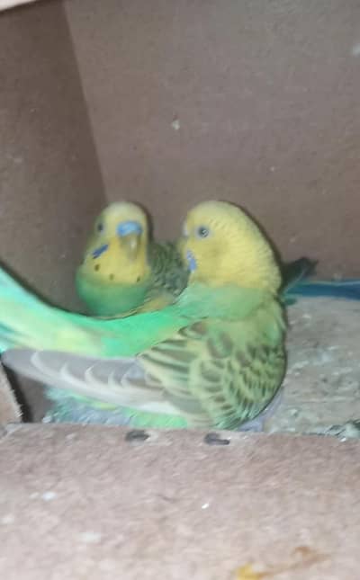 Cage with Birds pair