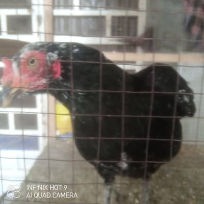 pure aseel 2 madi hain or ak pattha hy