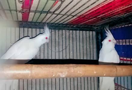 Eno red eyes breader pair for sale