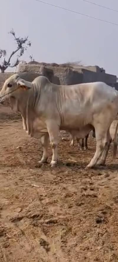 بچھڑا فار سیل ہے