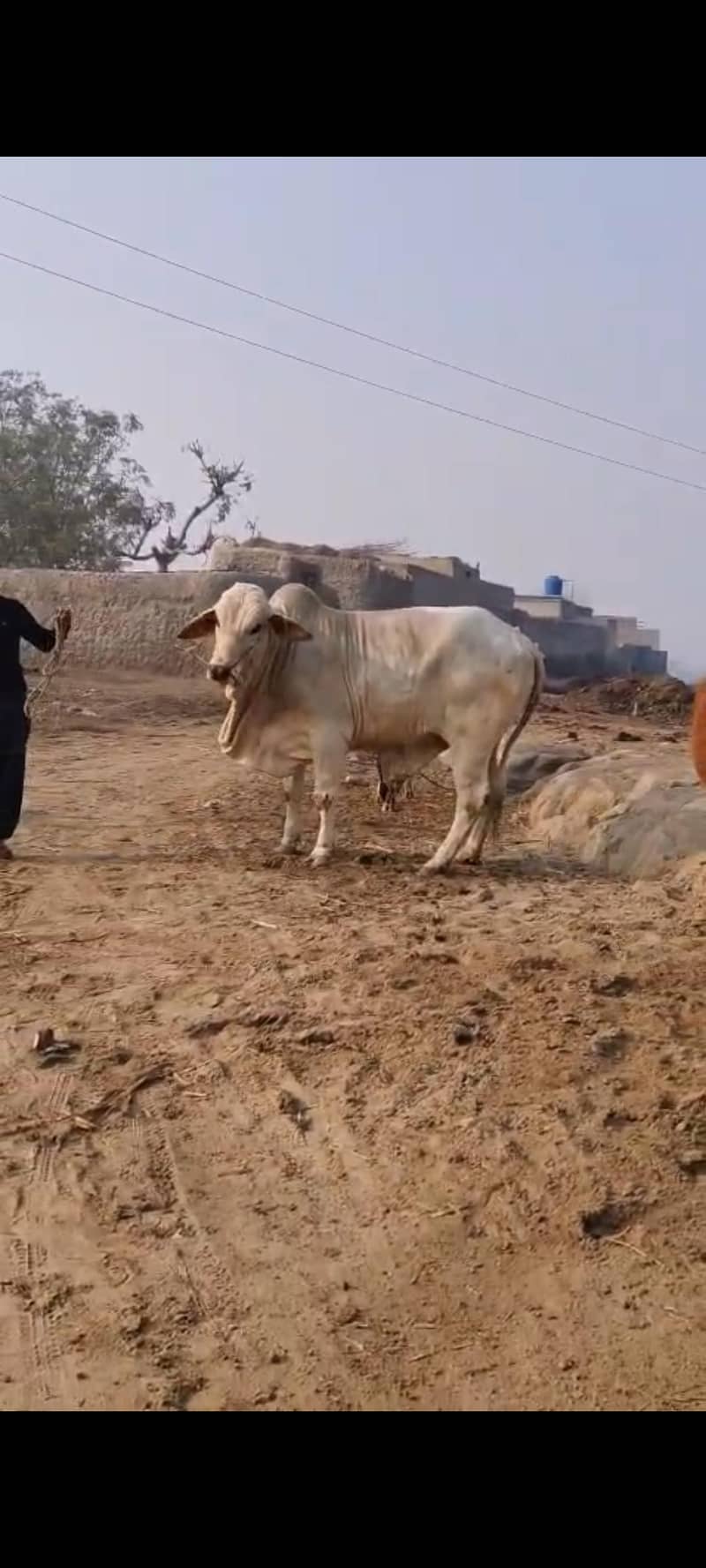 بچھڑا فار سیل ہے 1