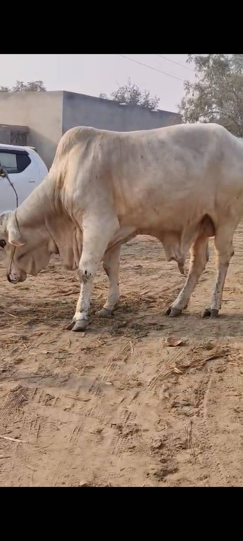 بچھڑا فار سیل ہے 2