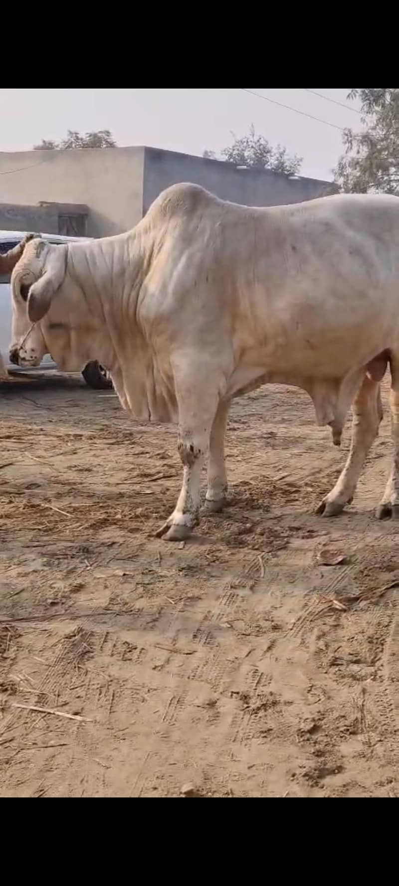 بچھڑا فار سیل ہے 3