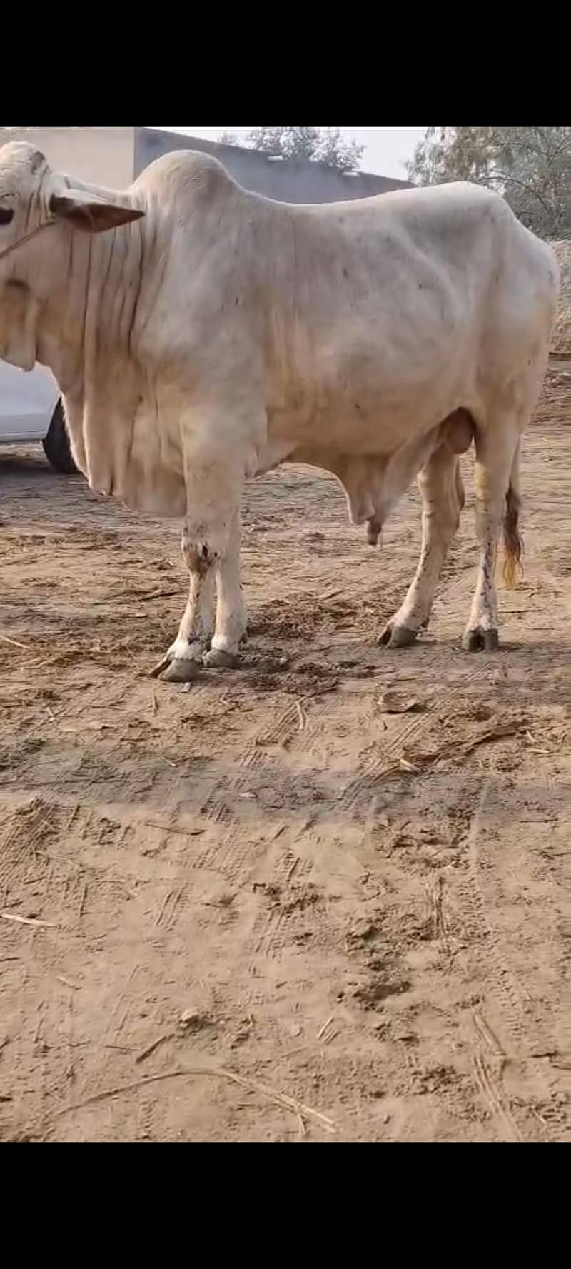 بچھڑا فار سیل ہے 4