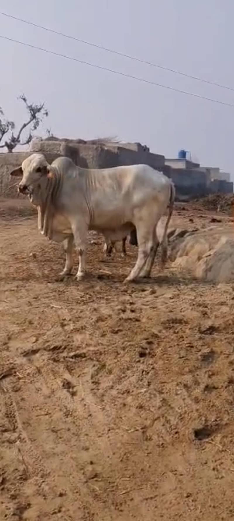 بچھڑا فار سیل ہے 5