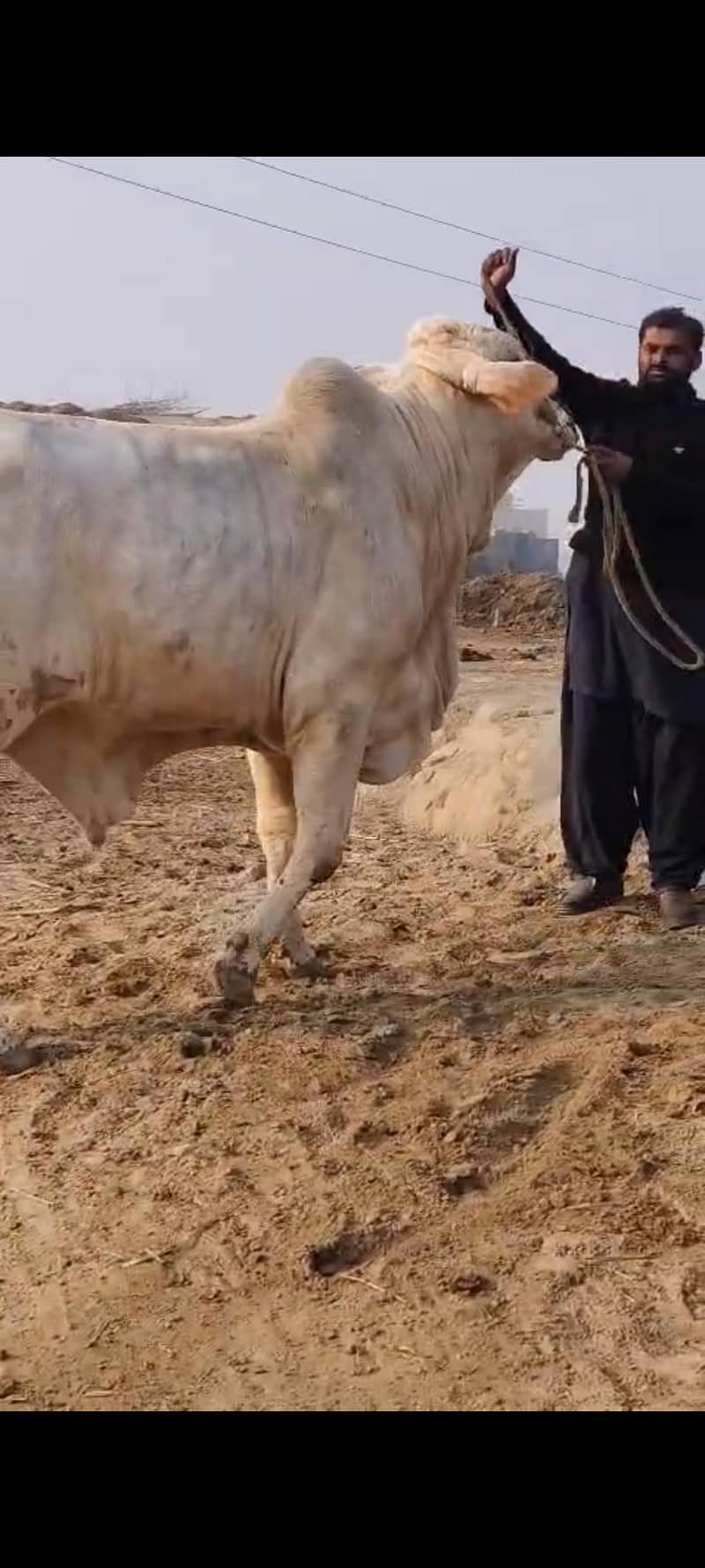 بچھڑا فار سیل ہے 6