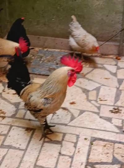 aik aurstlop hai aik rir 5 dasi misri total 9 PCs Hain 7 female 2 male