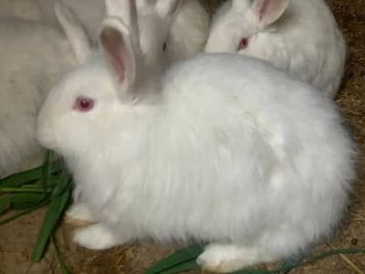 angori rabbit 5 adad