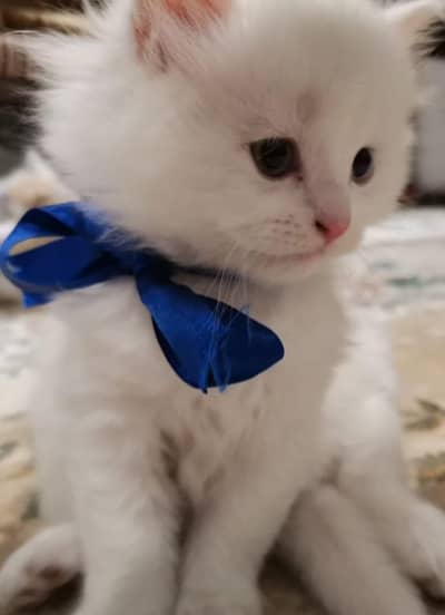 White Persian Kittens Blue Eyes