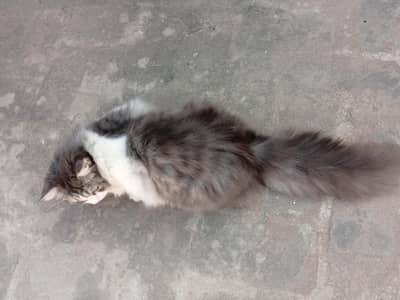 Persian Male Cat For Sale