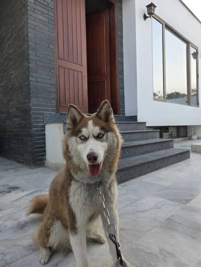 pedigree siberian husky blue eyes