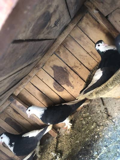 Black and white sherazi pigeon /Kabooter