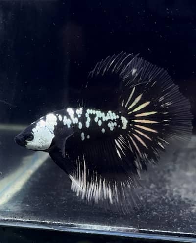 Paradise gourami, Veiltail  samorai betta , oscar , albino arowana
