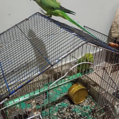 full train hand taiem speaking male healthy pair