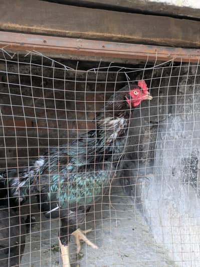 2 female 1 male aseel