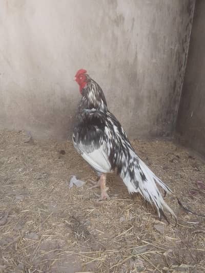 aseel slaty  breeder ek kil tuta hua dobara ki la gaya hai