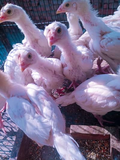 heera aseel chicks 03324997411