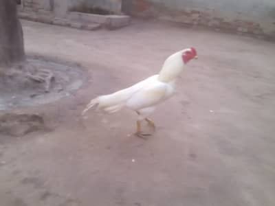 Heera aseel murgha  age near one year and one aseel female