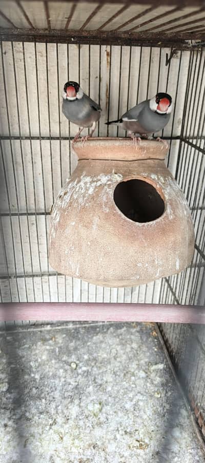 grey Java breeder pair