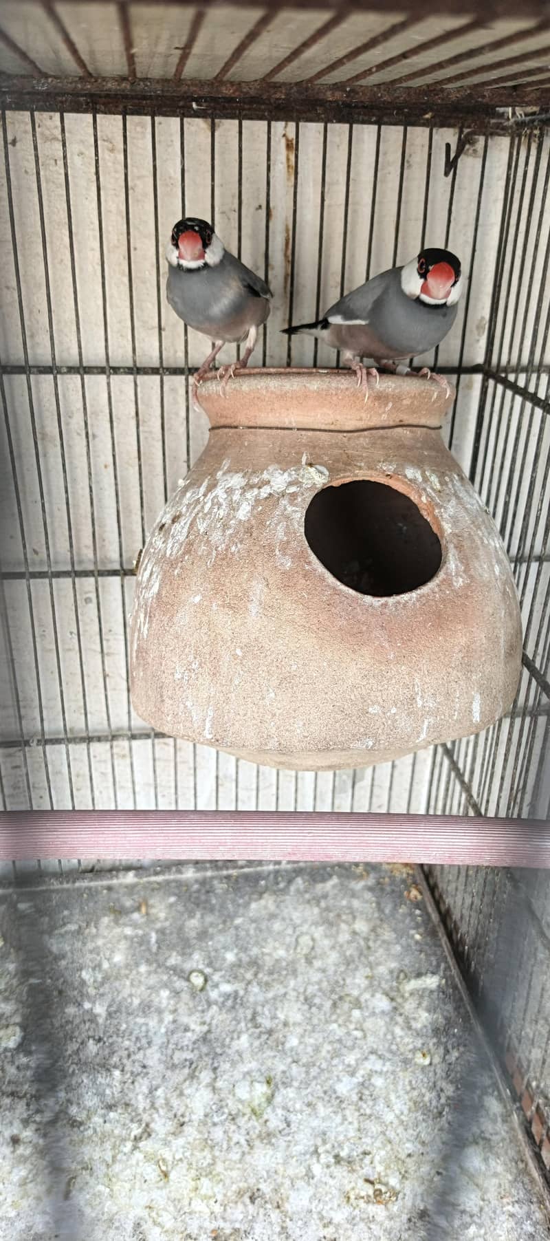 grey Java breeder pair 0