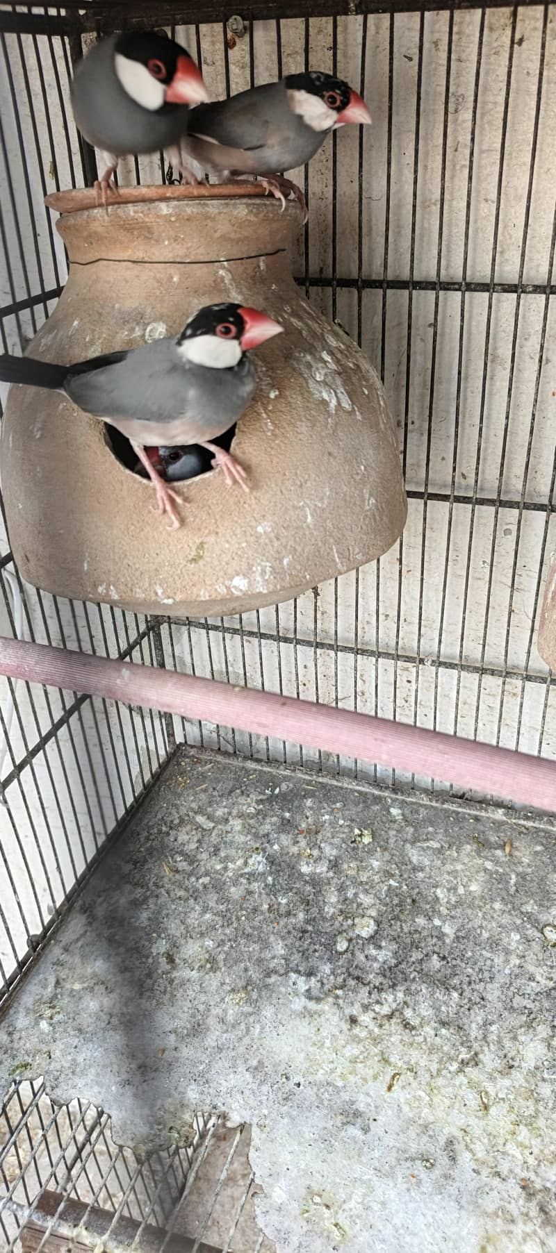 grey Java breeder pair 1