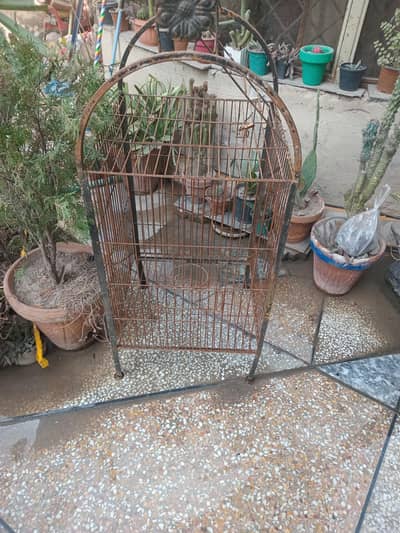 Huge pingra best for parrots birds or other animals
