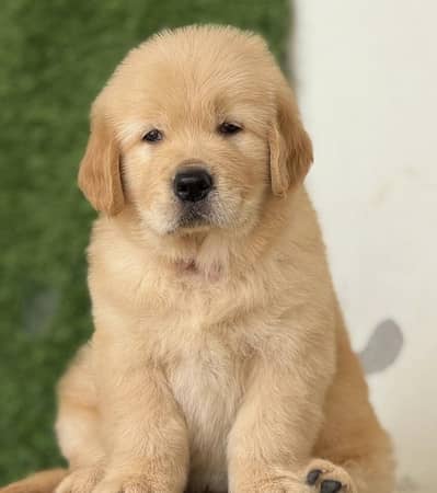 Golden retriever puppies 03425137217