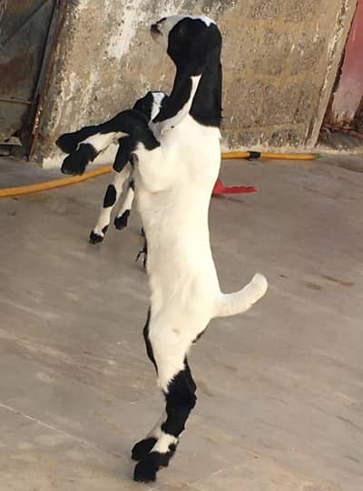 beetal cross bakri, dood din ka 2kg or hr bar 2 buchy deny wali