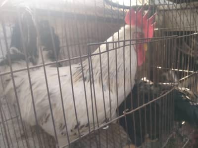 pair masri Bache liye the ab jaga ni panjre chota hai