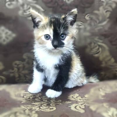 Kittens for sale