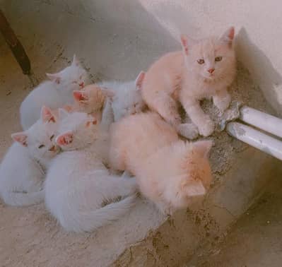 Persian single coated