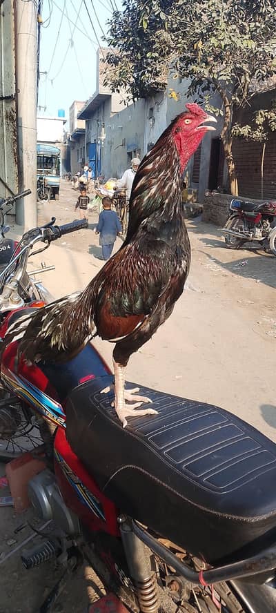 Top quality aseel exchange possible