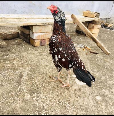 outclass cheeni madi for sale