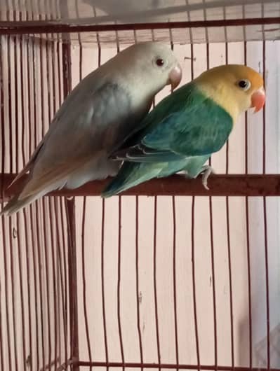 Pale Fellow Breeder Pair