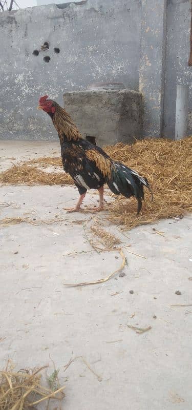 Aseel minwali for sale